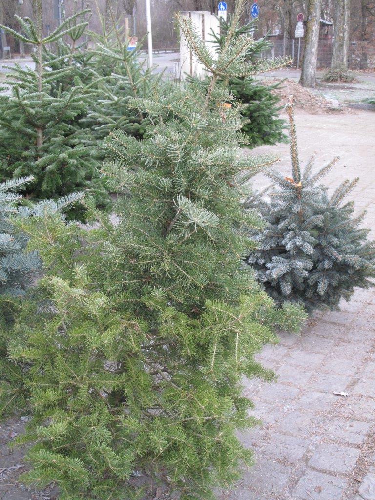 Christbäume