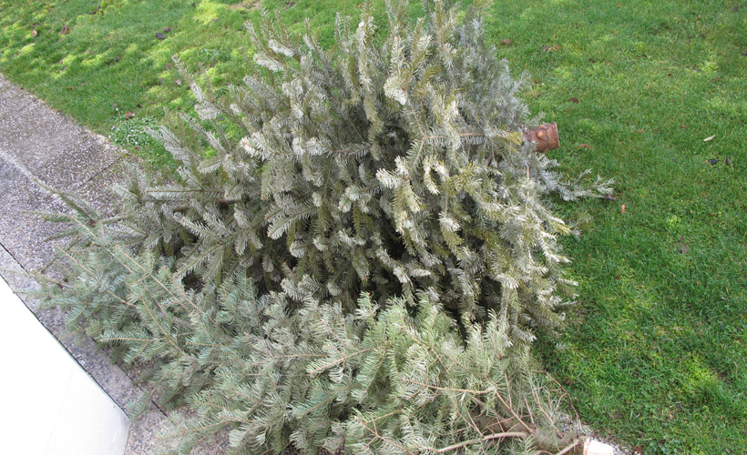 Wohin mit ausgedienten Christbäumen?